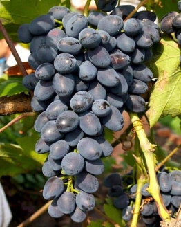 Саджанці винограду Кишмиш Юпітер