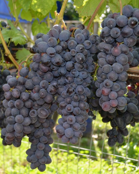 Виноград Мускат Изюмский