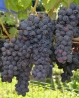 Виноград Мускат Изюмский