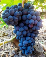 Виноград Мускат Изюмский