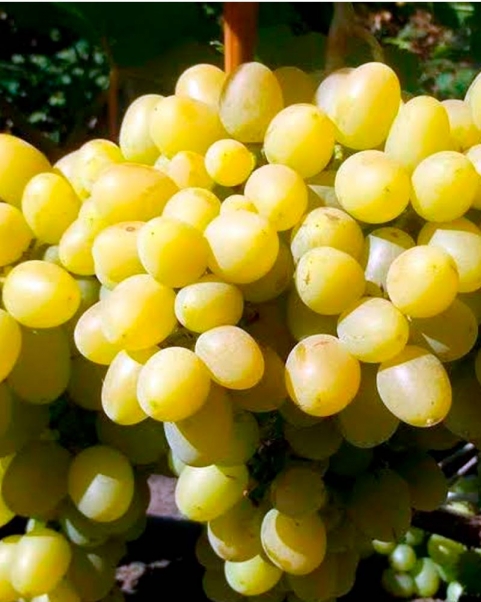 Виноград Надежда Аксайская