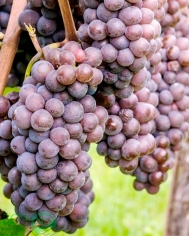 Виноград Пино Гри