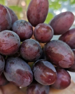 Виноград Шакира