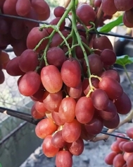 Виноград Шансон