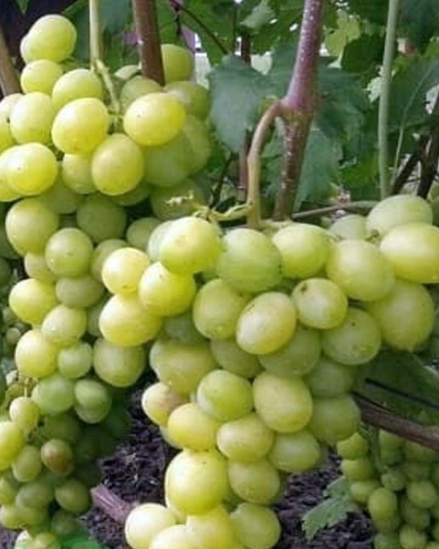 Виноград Слава Украине