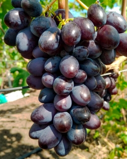 Виноград Вернисаж Калугина