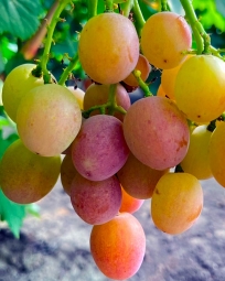 Виноград Веселка