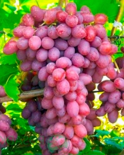 Виноград Зоренька